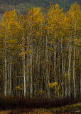 Autumn Among the Aspens