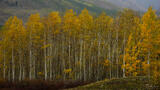 Autumn's Quiet Embrace