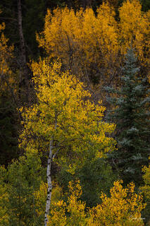 Aspens In the Rain