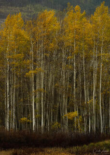 Autumn Among the Aspens