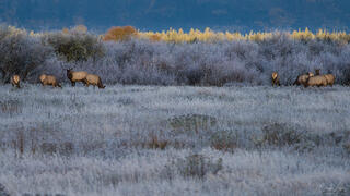 Awakening The Wild