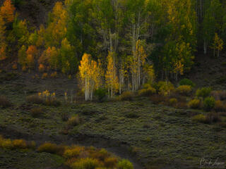 Between Green and Gold
