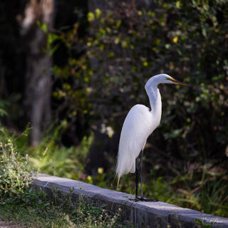 Great Egret