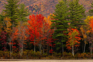 Red And Greens