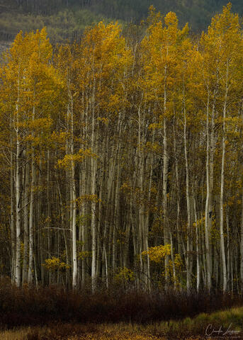 Tall white aspen trees surrounded by bright yellow and golden fall leaves in a Colorado mountain forest, with darker evergreen trees in the background.