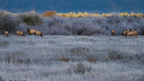 Elk grazing in a grassy meadow at sunrise in Grand Teton National Park, with soft golden light illuminating the scene and mountains in the background.