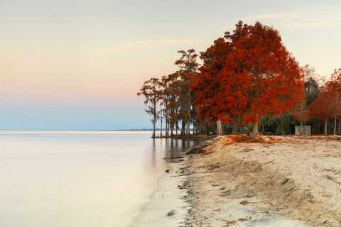 View of Cypress trees at sunrise at Fontainebleu State Park in Louisiana.