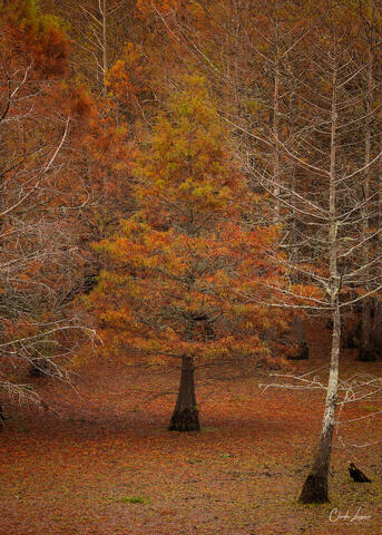 View of Cypress Trees in Chicot State Park in Louisiana during fall.