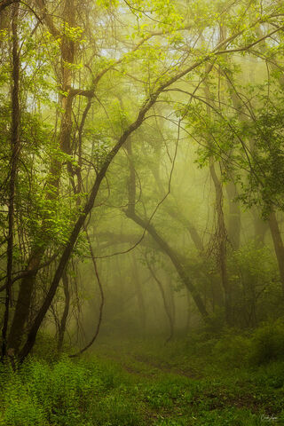 Forest scenery in Shenandoah National Park in Virginia.