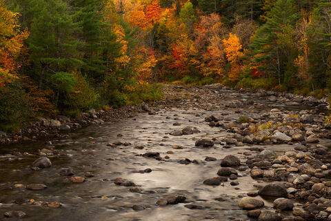 Fall foliage along Ausable River upstate New York.