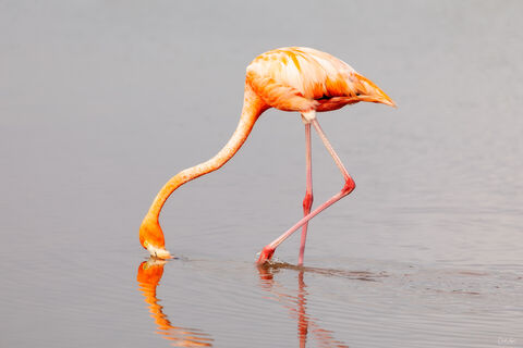 View of Flamingo in Celestun in Mexico.
