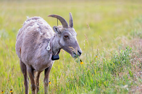 View of goat in Badlands National Park in South Dakota.