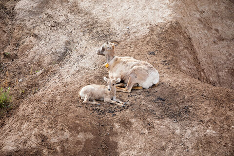 View of goats in Badlands National Park in South Dakota.