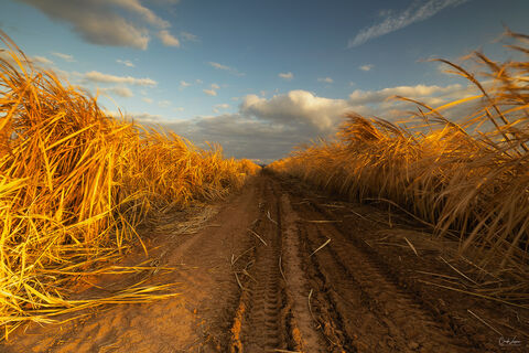 Sugar field near Lettsworth in Louisiana.