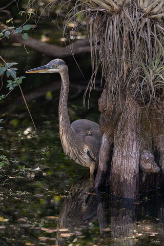 View of Gray Heron in Everglades National Park in Florida.
