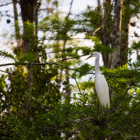 View of great egret in Everglades National Park in Florida.