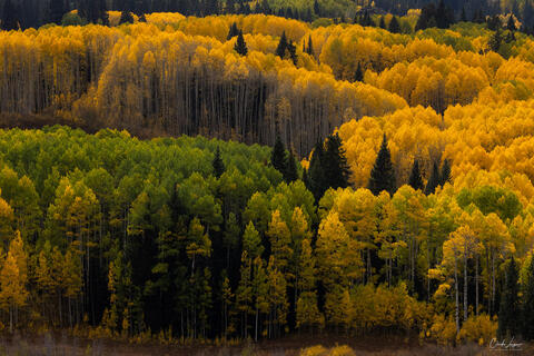 View of  Aspen Trees illuminated by sunlight along Kebler Pass in Colorado.