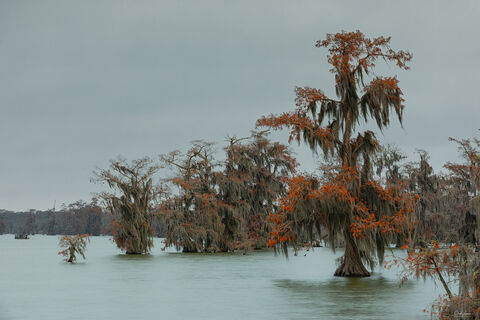 View Cypress trees at Lake Martin in Louisiana.