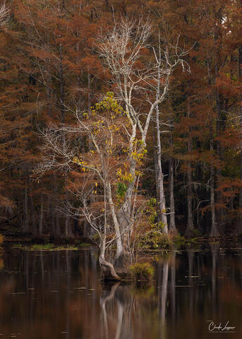 View of Cypress Trees in Chicot State Park in Louisiana during fall.