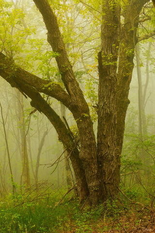 Forest scenery in Shenandoah National Park in Virginia.
