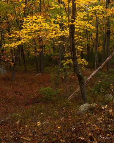 View of tree during fall in Harriman State Park.