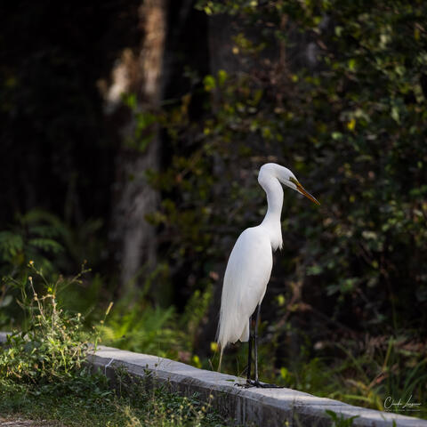 View of great egret in Everglades National Park in Florida.