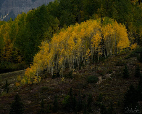 A grove of golden yellow aspens stretches diagonally across a mountain hillside, their slender white trunks standing out against a dense forest of dark green tr
