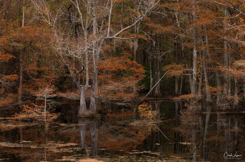 View of Cypress Trees in Chicot State Park in Louisiana during fall.