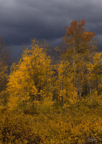 View of illuminated Aspen Trees against stormy sky.