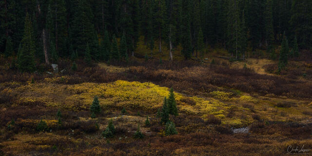 Among the Autumn Gold print