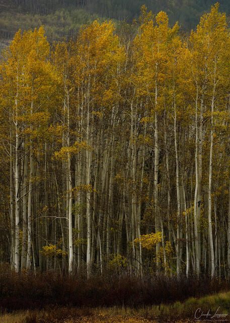 Autumn Among the Aspens print