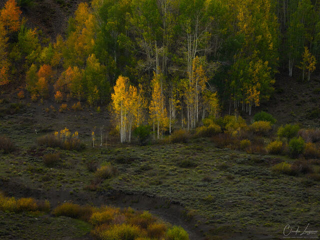 Between Green and Gold print