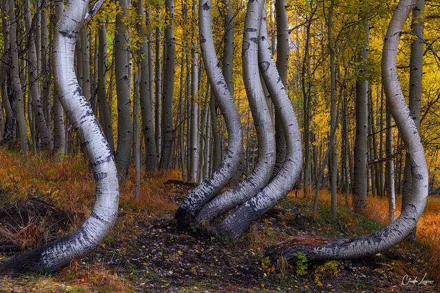 Dancing Aspens print