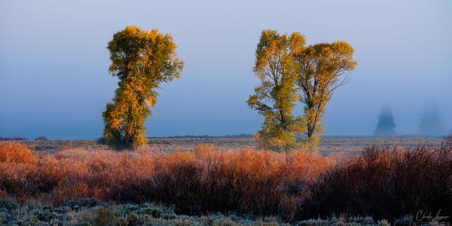 Golden Sentinels print
