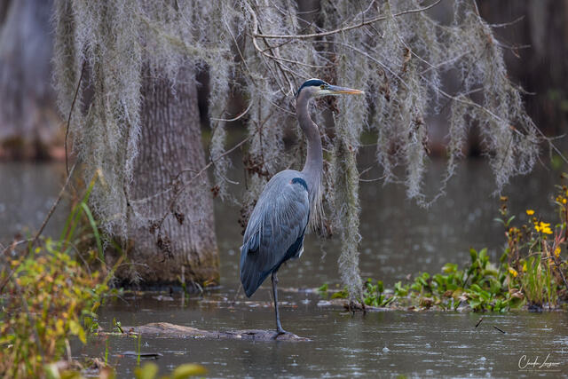 Gray Heron And Cypress Tree print