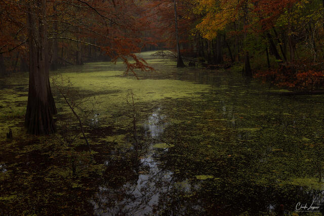 Misty Evening print