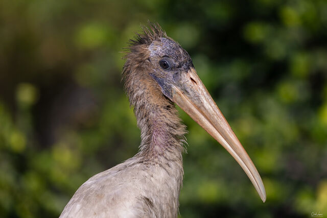 Pelican print