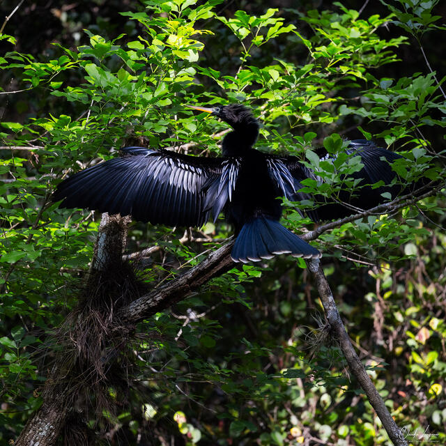 Spread Your Wings print