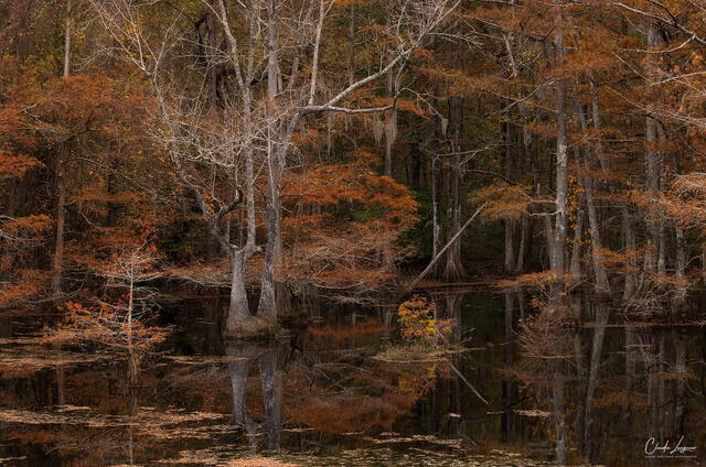 Wild Swamp print
