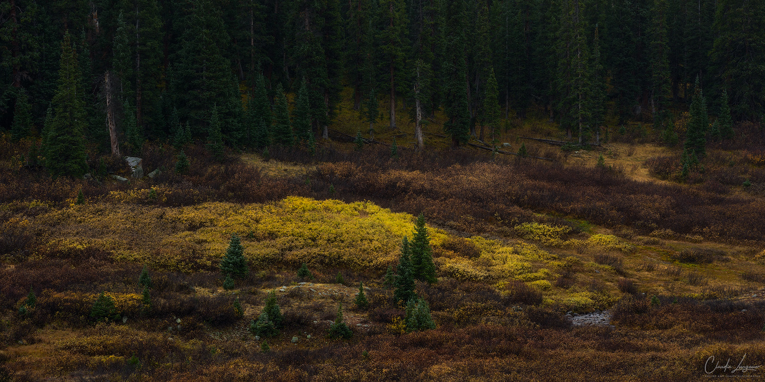 Among the Autumn Gold Panoramic autumn landscape featuring small evergreen trees surrounded by a broad band of golden-yellow vegetation, reddish-brown shrubs, and a dark conifer fore