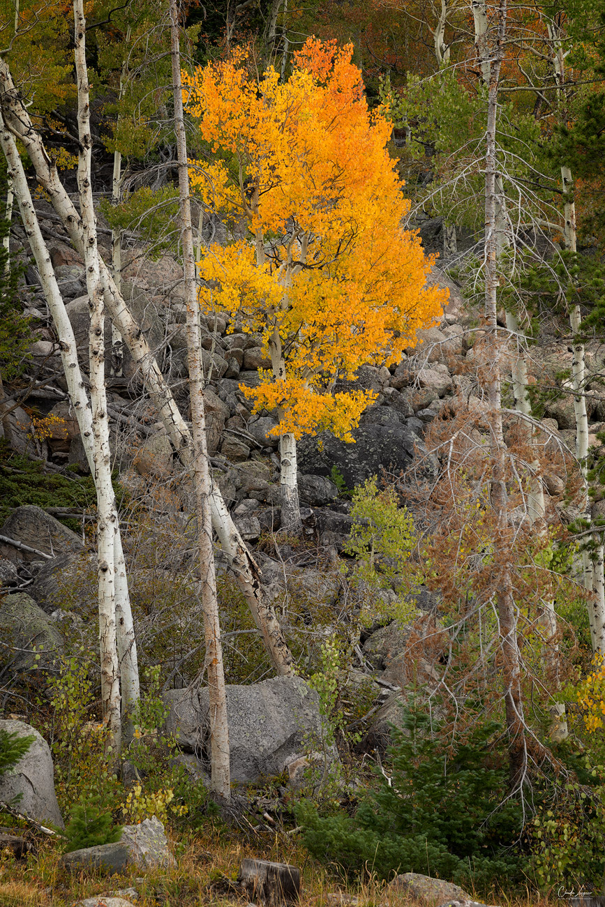 Aspen tree in Rocky Mountains National Park during fall season in Colorado.
