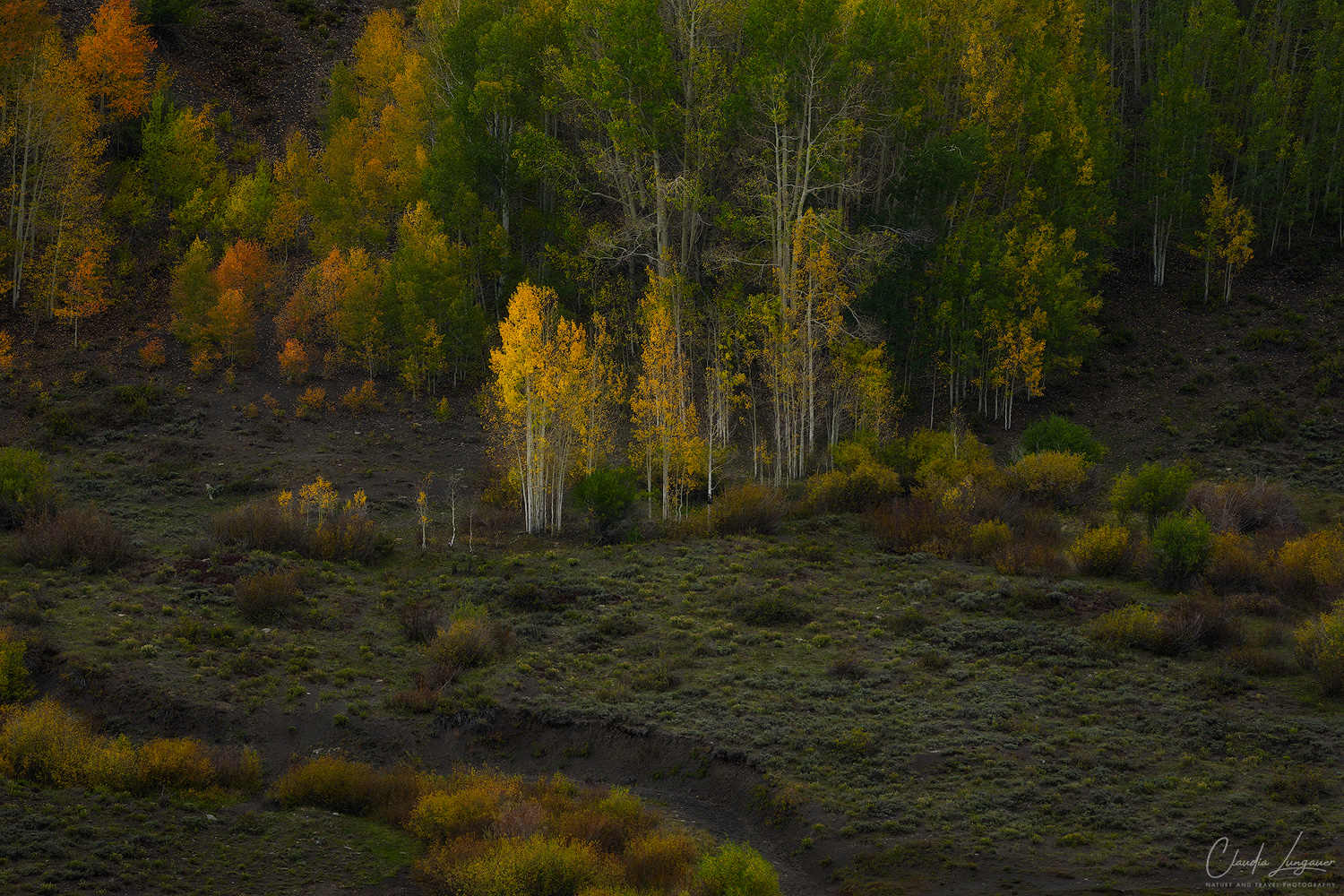 Between Green and Gold A grove of golden yellow aspens stands among green and orange foliage on a forested hillside in the Colorado mountains, with white trunks and a grassy meadow in