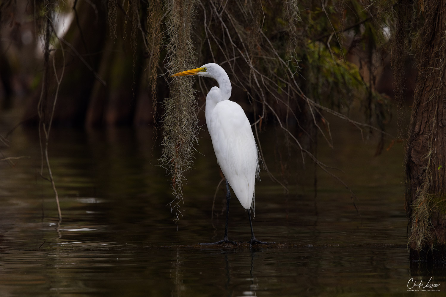 White Egret in the swampland at Martin Lake in Louisiana.