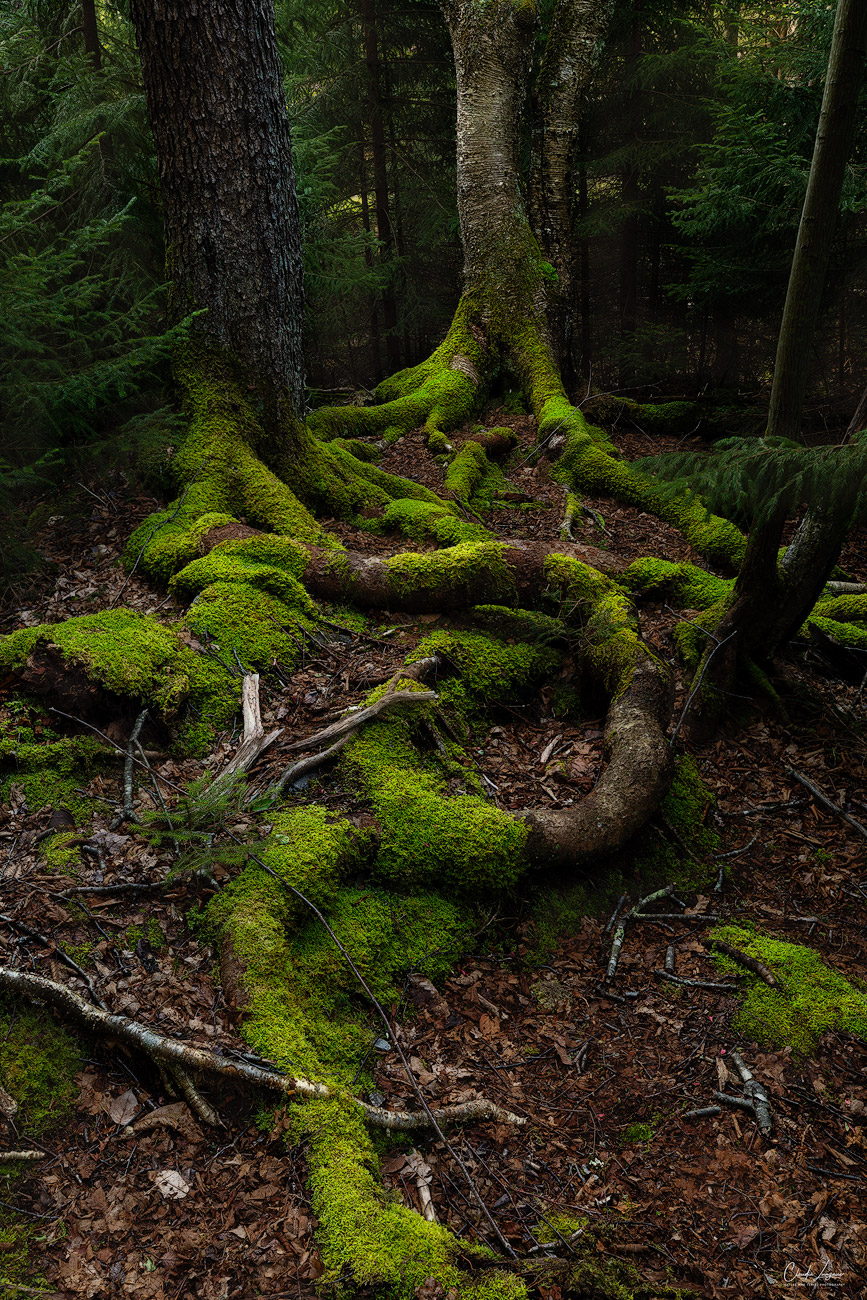 Tree roots in Blackwater Falls State Park in West Virginia.