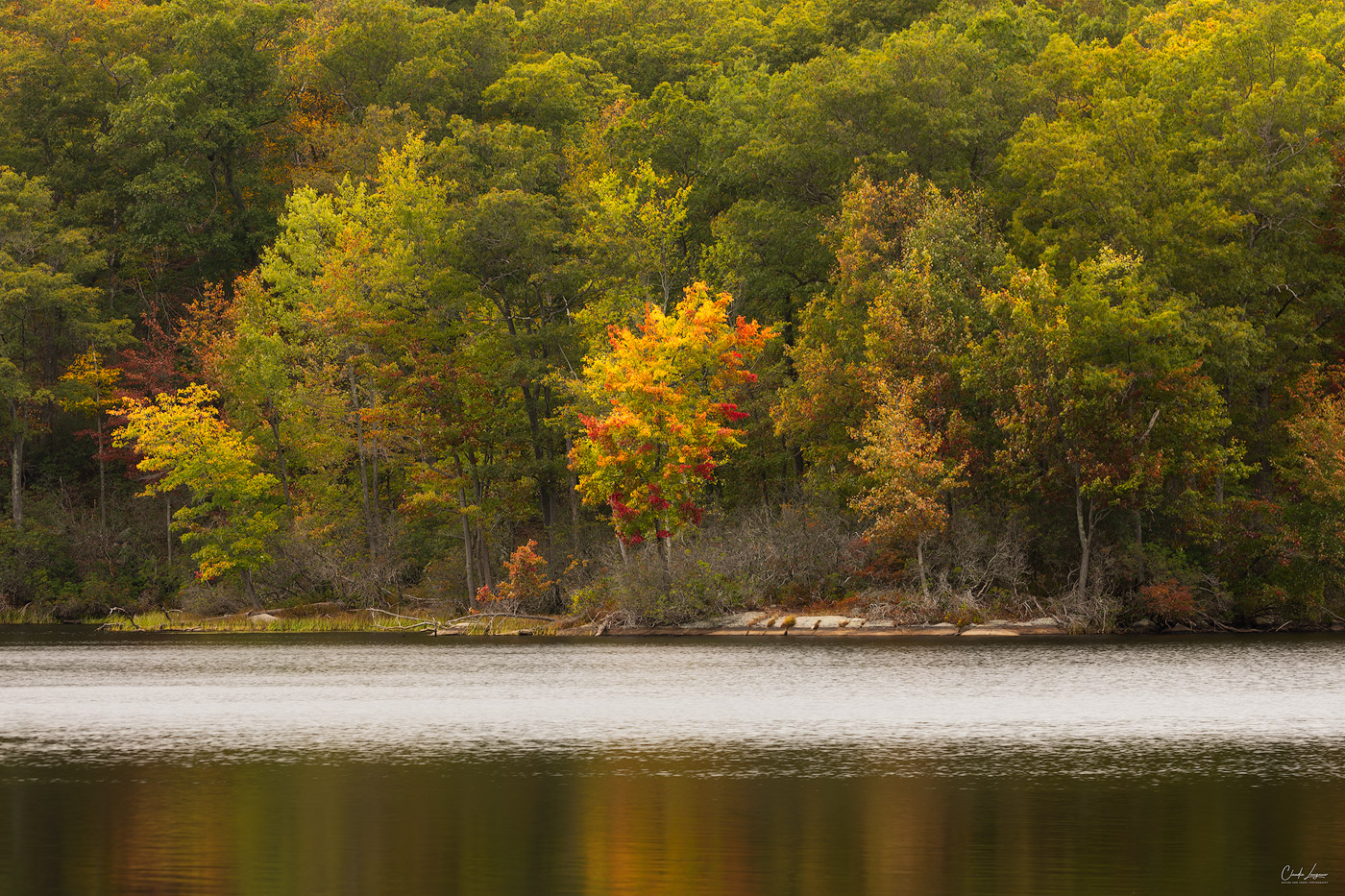 Forest fall scene at Harriman State Park in New York.