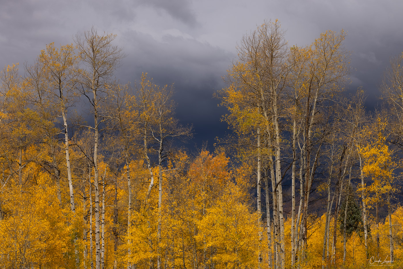 View of illuminated Aspen Trees against stormy sky.