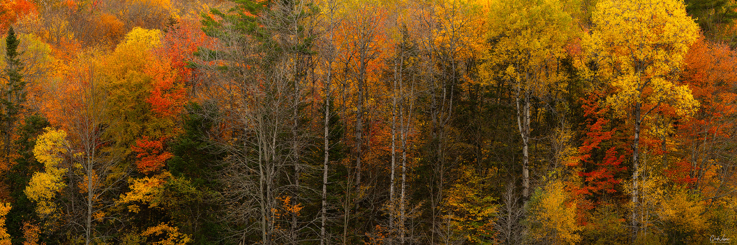 View of colorful trees near Leffert's Pond in Chittenden in Vermont.