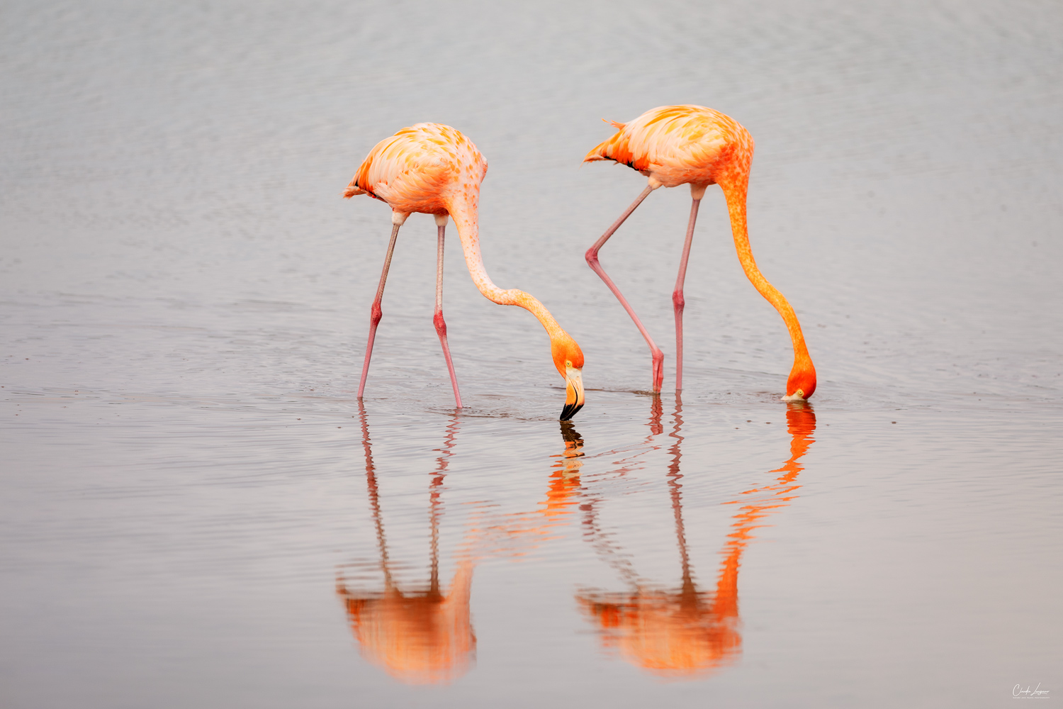 View of Flamingos in Celestun in Mexico.