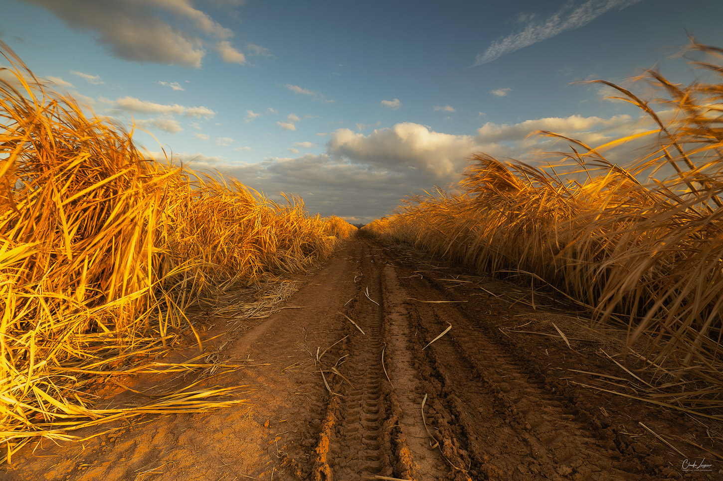 Sugar field near Lettsworth in Louisiana.