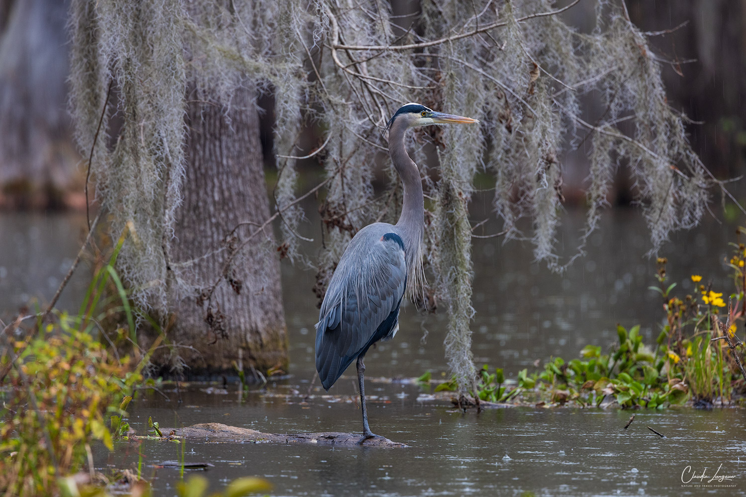 Gray Heron in the swampland at Martin Lake in Louisiana.